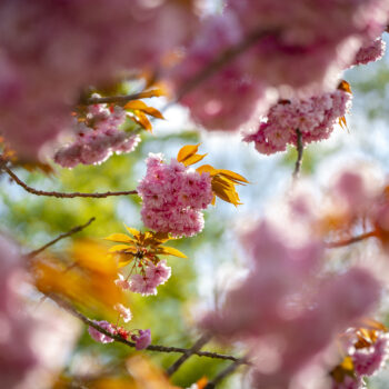 Kirsebærblomster hos Bosei