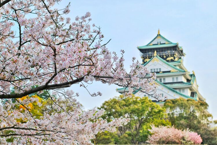 Kirsebærtræer i Japan